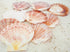 flat pink scallop